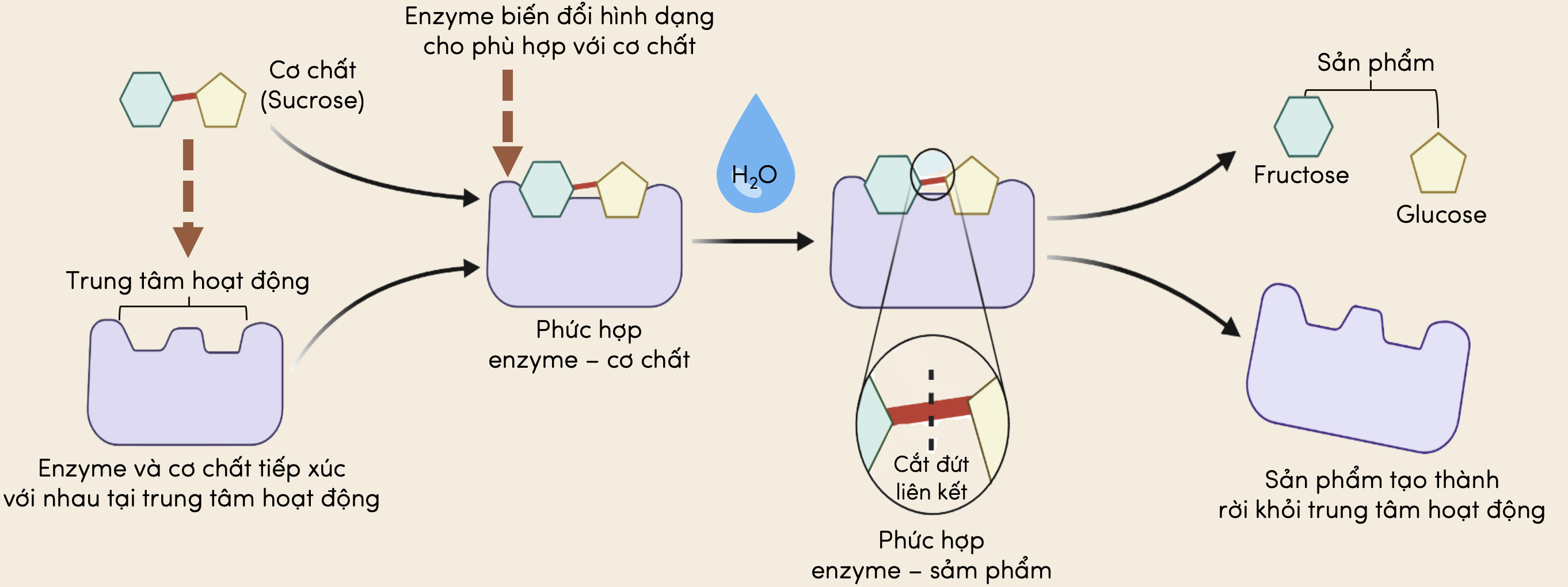 Cơ chế tác động của enzyme và cơ chất theo Koshland